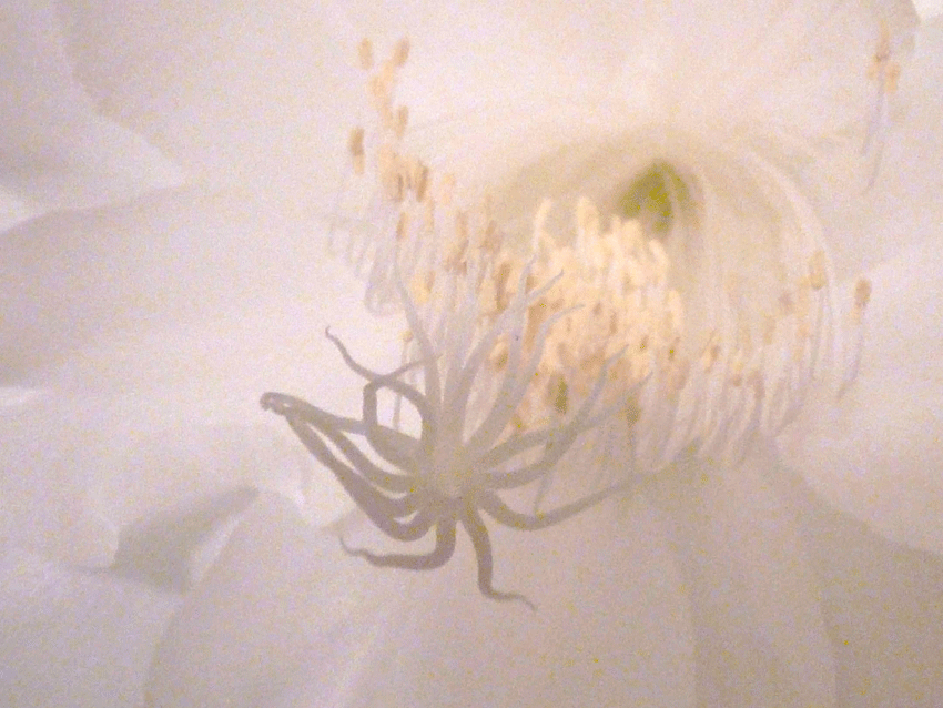 Night blooming cereus